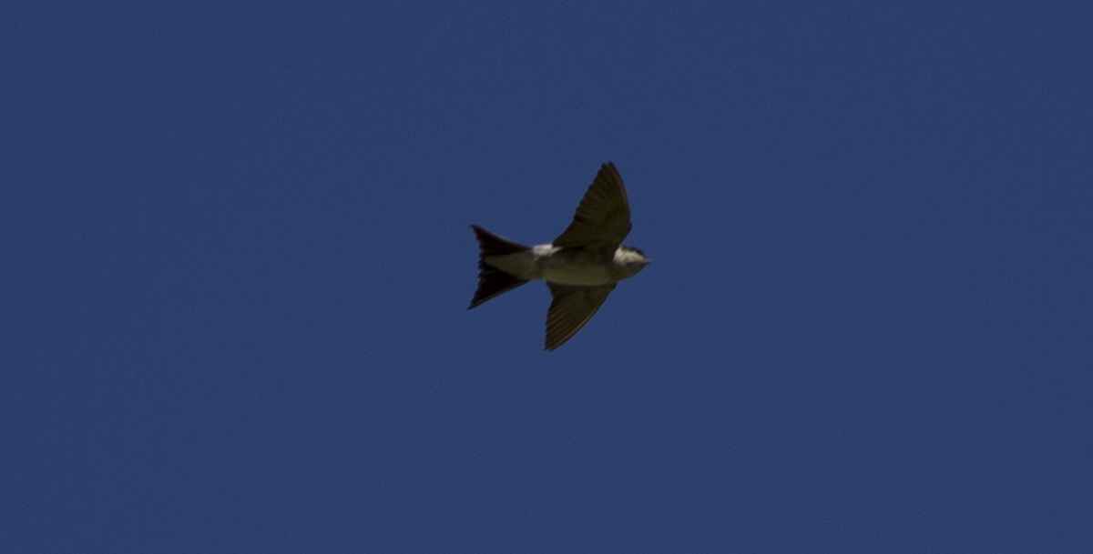 Common House-Martin
